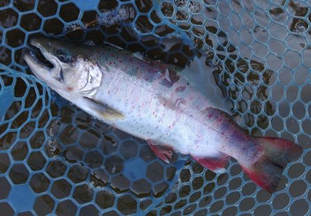 春の魚は強い！ ～岡崎トラウトポンド～